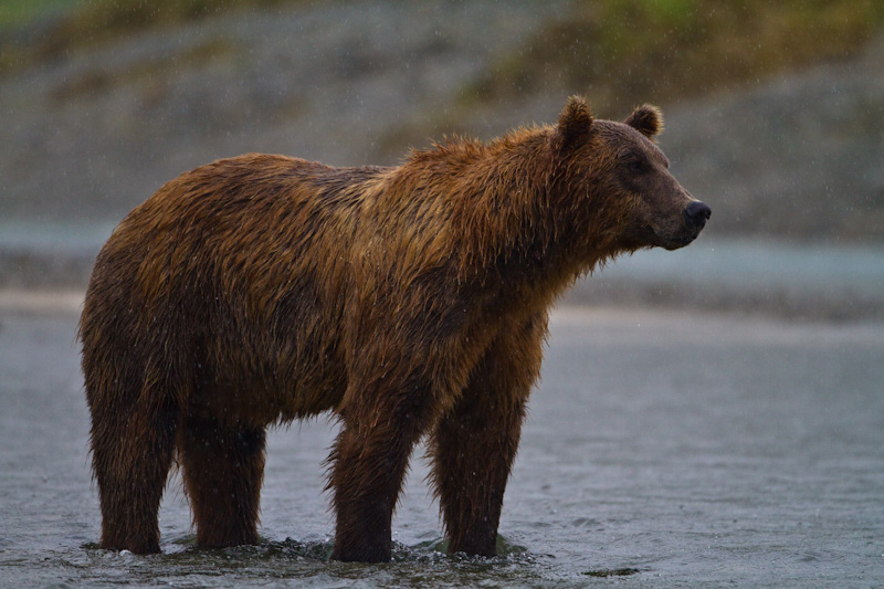 Grizzly Bear In Rain